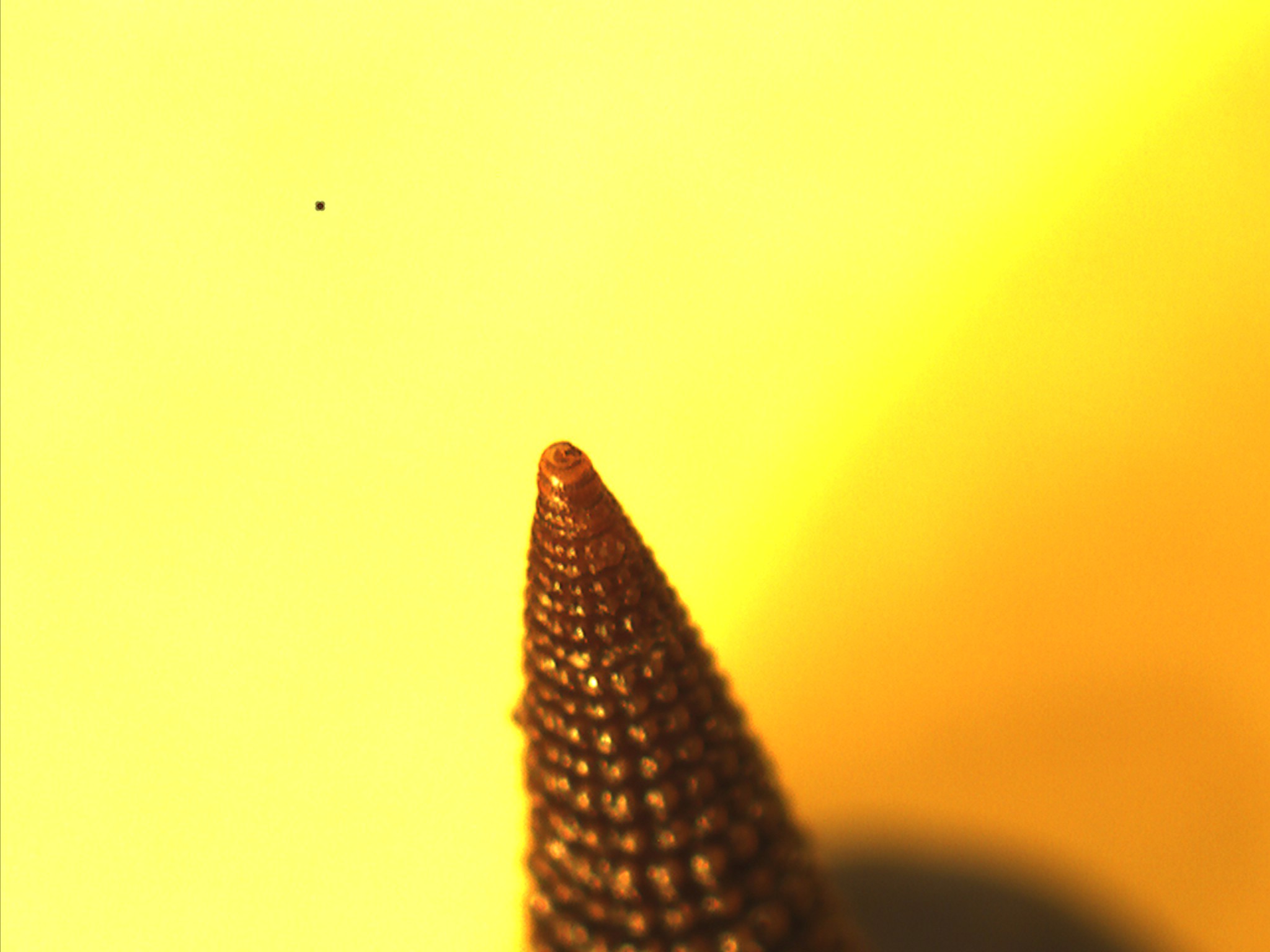 Triphorinae da identificare